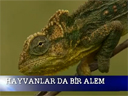 Hayvanlarda Bir Alem‏