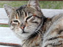 Kedi