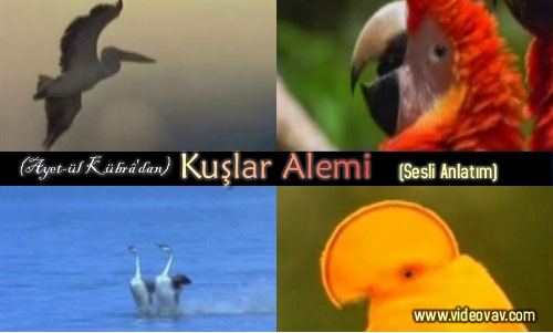 kuşlar afiş3